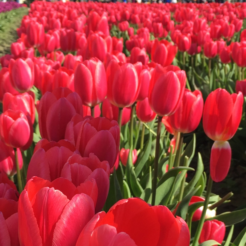 Meet your Posher, Debbie